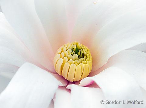 Spring Blossom Closeup_DSCF01492.jpg - Photographed at Smiths Falls, Ontario, Canada.